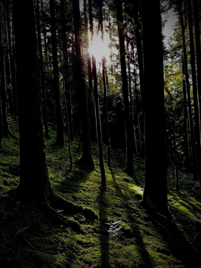 Schwarzwald
